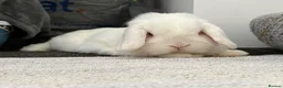 Mini Lop rabbits for sale: Mini lop for rehoming - Advert 2