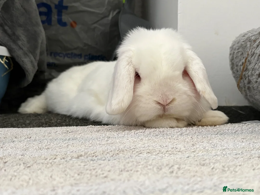 Mini Lop rabbits for sale: Mini lop for rehoming - Advert 2
