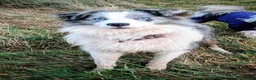 Border Collie dogs for stud: Handsome mac - Advert 4
