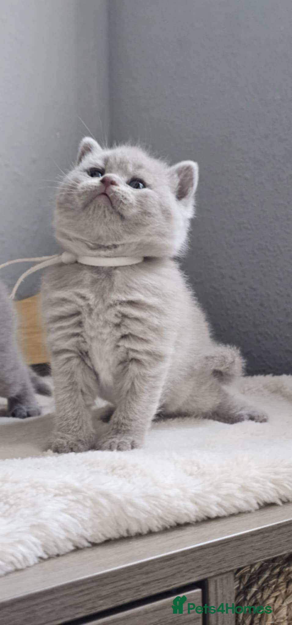 British Shorthair cats British Shorthair Kittens for Sale 🐾 - Advert 4