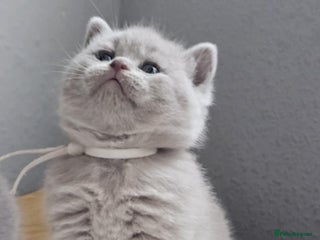 British Shorthair cats British Shorthair Kittens for Sale 🐾 - Advert 4