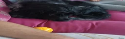 Cocker Spaniel dogs for sale: Baylee - Advert 4