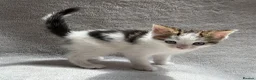 Mixed Breed cats for sale: Adorable Kittens Looking for Their Forever Home - Advert 16