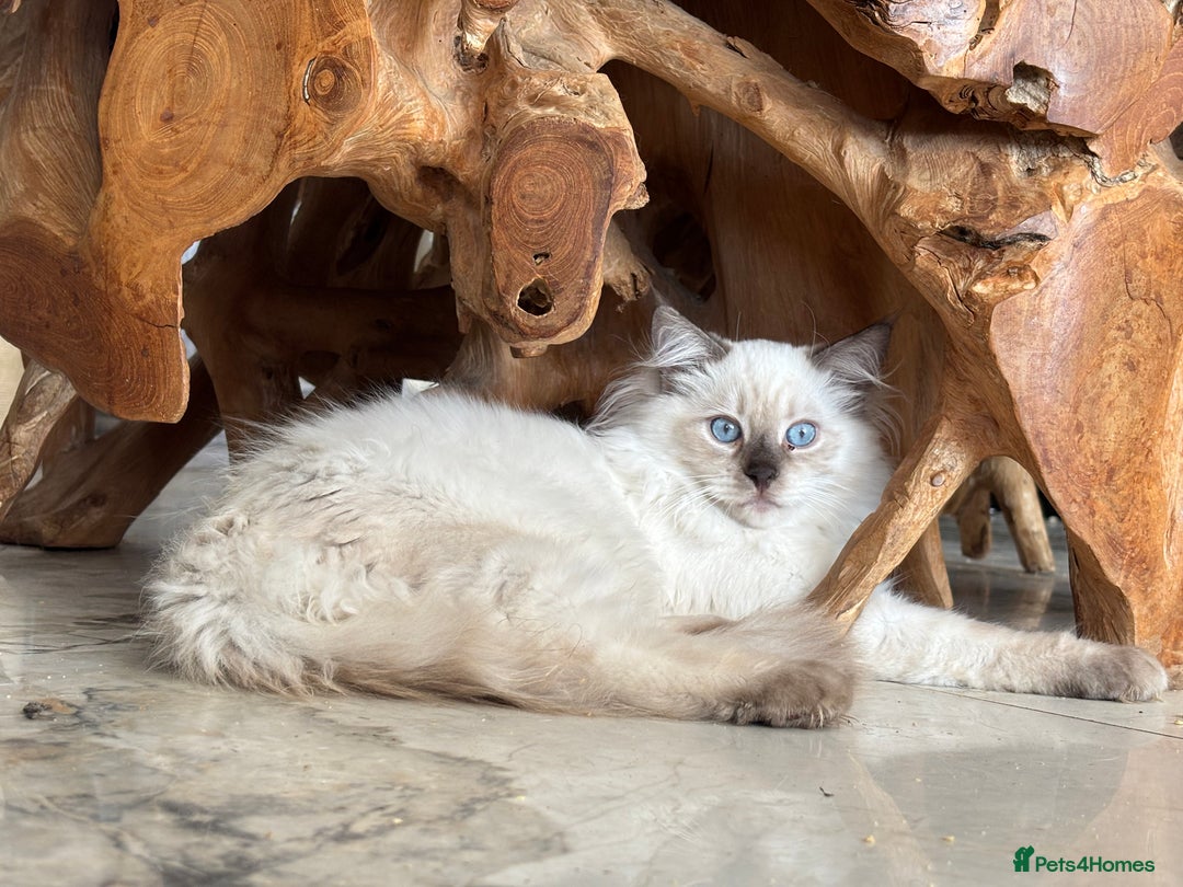 Ragdoll cats for sale: TICA, DNA tested, 5 gen pedigree  - Image 38