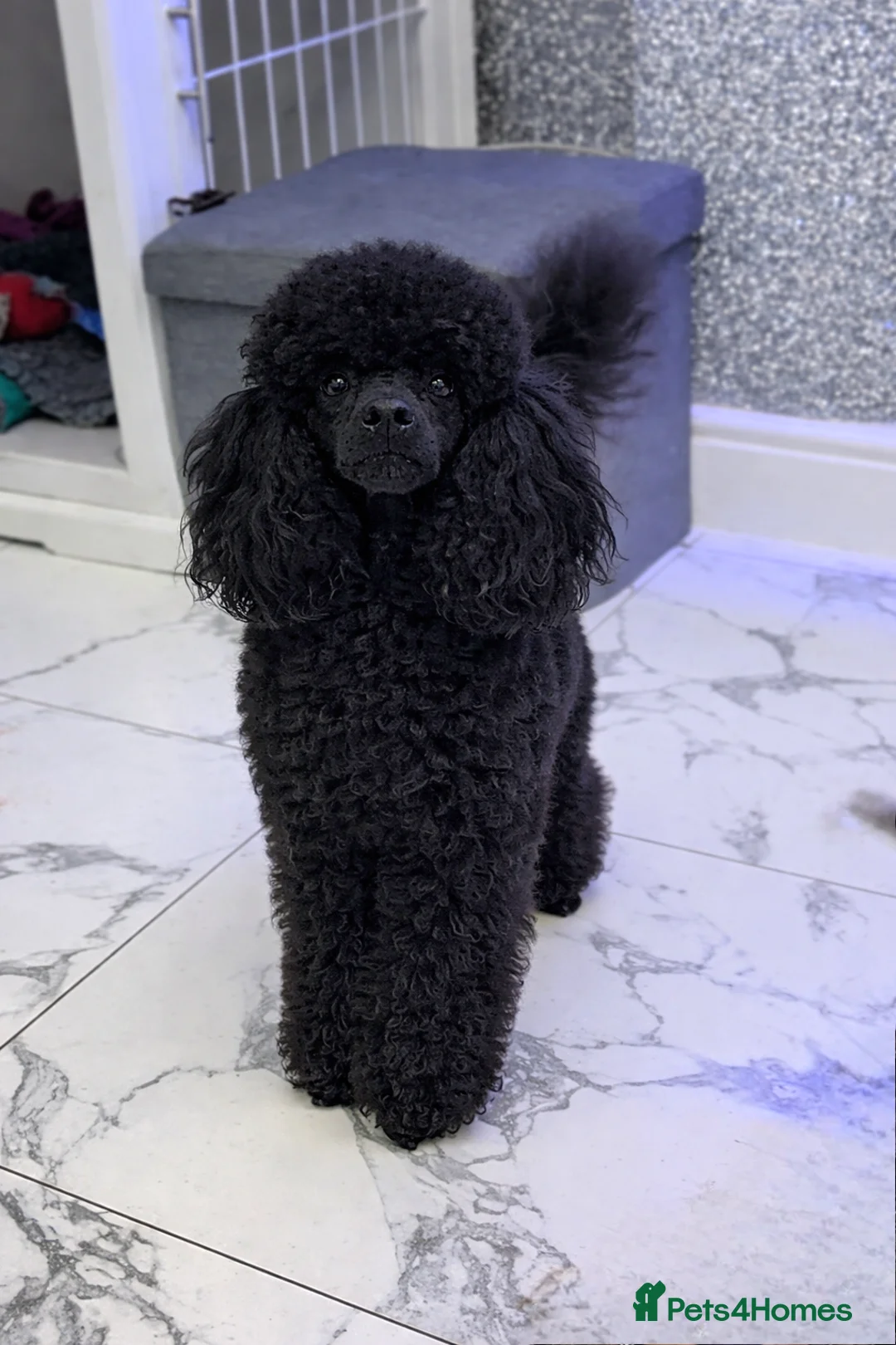 Toy Poodle dogs for stud: Toy poodle stud boy  in Blackburn - Advert 1