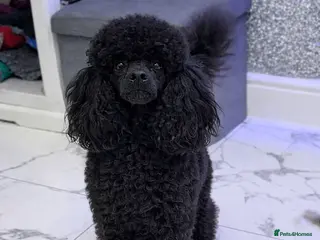 Toy Poodle dogs Toy poodle stud boy in Blackburn - Advert 8