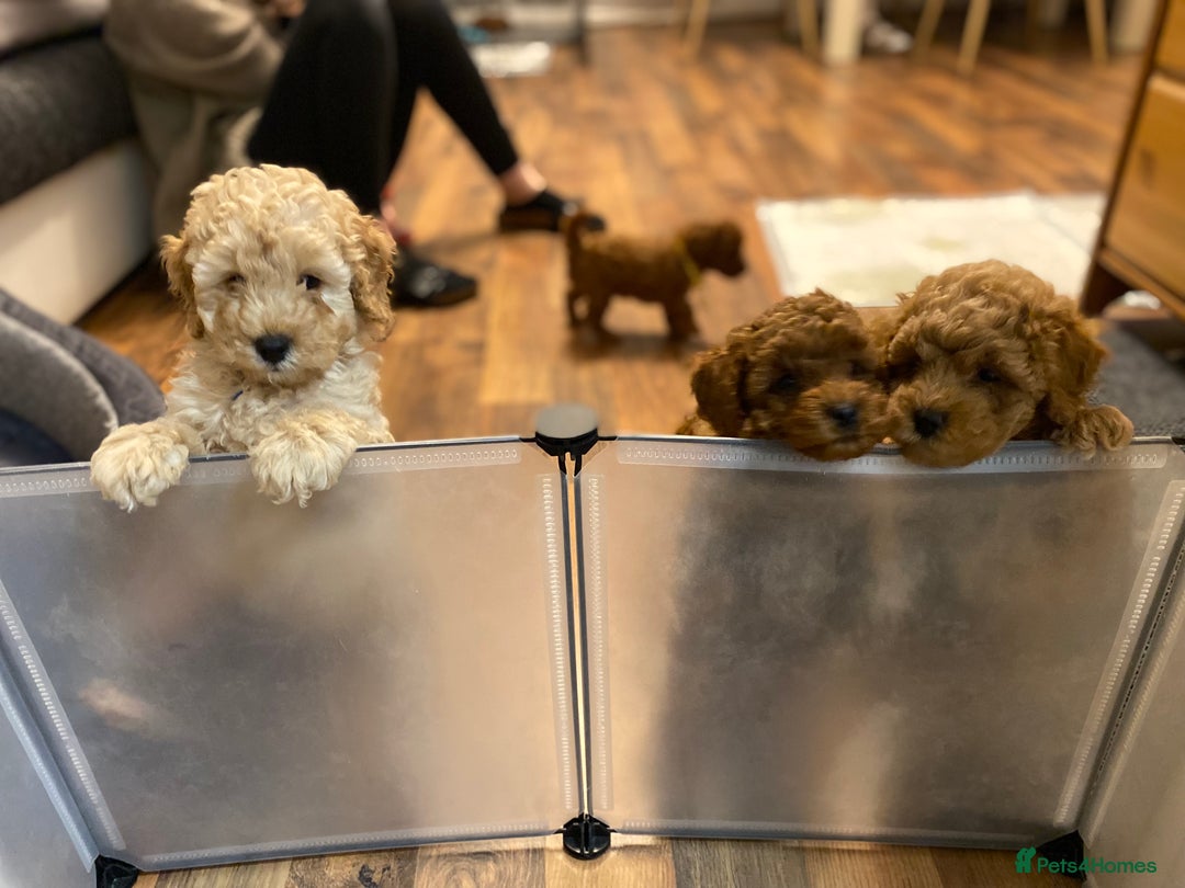 Cockapoo dogs for sale:  Perfect Cockapoo Puppies  🐶  - Image 11