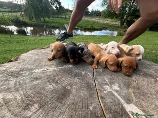 Dachshund dogs Dachshund puppies stunning red dapple - Advert 3
