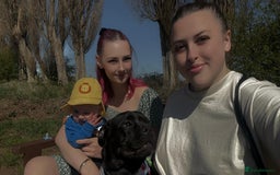 Frug dogs for sale: Female frug - Image 14