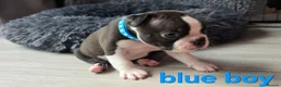Boston Terrier dogs for sale: ⭐️KC registered beautiful Boston terrier puppies - Advert 12