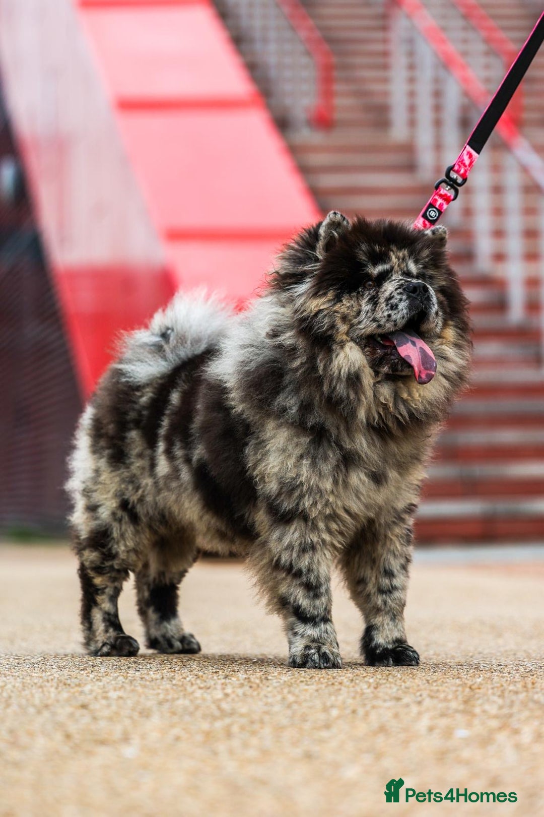 Chow Chow dogs for sale: Female Merle Chow Chow 8 months old - Advert 5