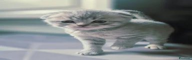 Scottish Fold 3