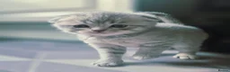 Scottish Fold cats for sale: Scottish Fold/ Straight kittens  in Ripon - Advert 20