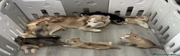 Siberian Husky dogs for sale: Ready Now! Siberian Husky boy left - Advert 5