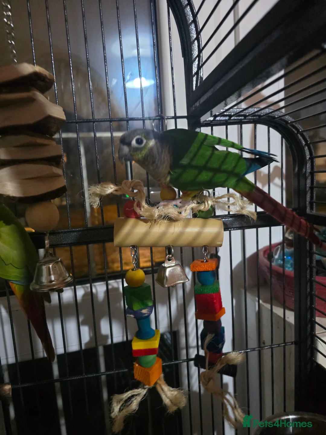 Conures birds for sale: Two green cheek conure's for sale  - Advert 3
