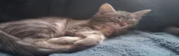 Mixed Breed cats for sale: ⭐️🐈SUPERB BENGAL X RUSSIAN BLUE 🐈⭐️ in Hatfield - Advert 26