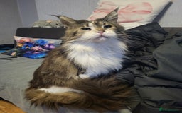 Maine Coon cats for sale: Beautiful Maine coon Oliver - Advert 2