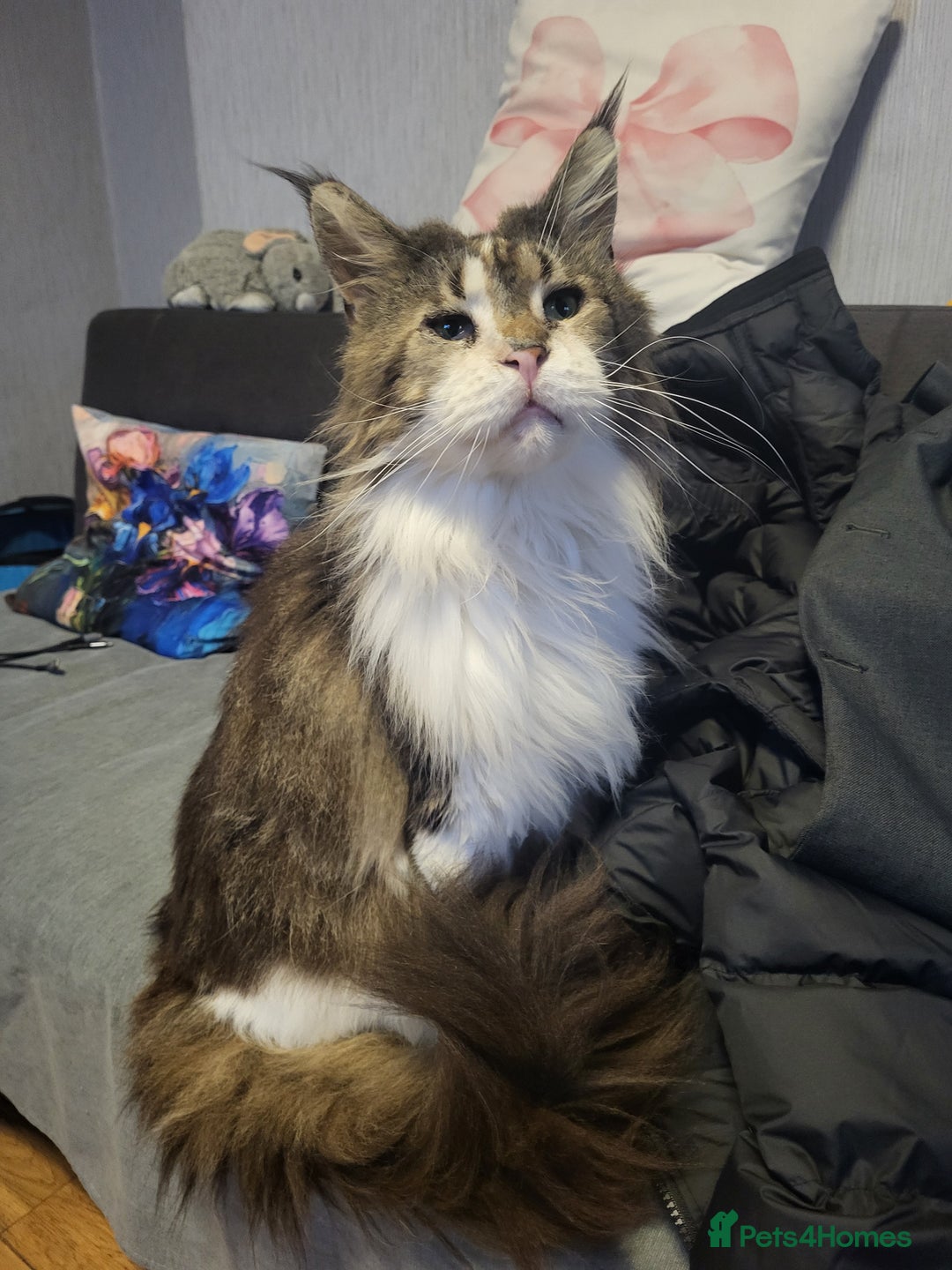 Maine Coon cats for sale: Beautiful Maine coon Oliver - Advert 2