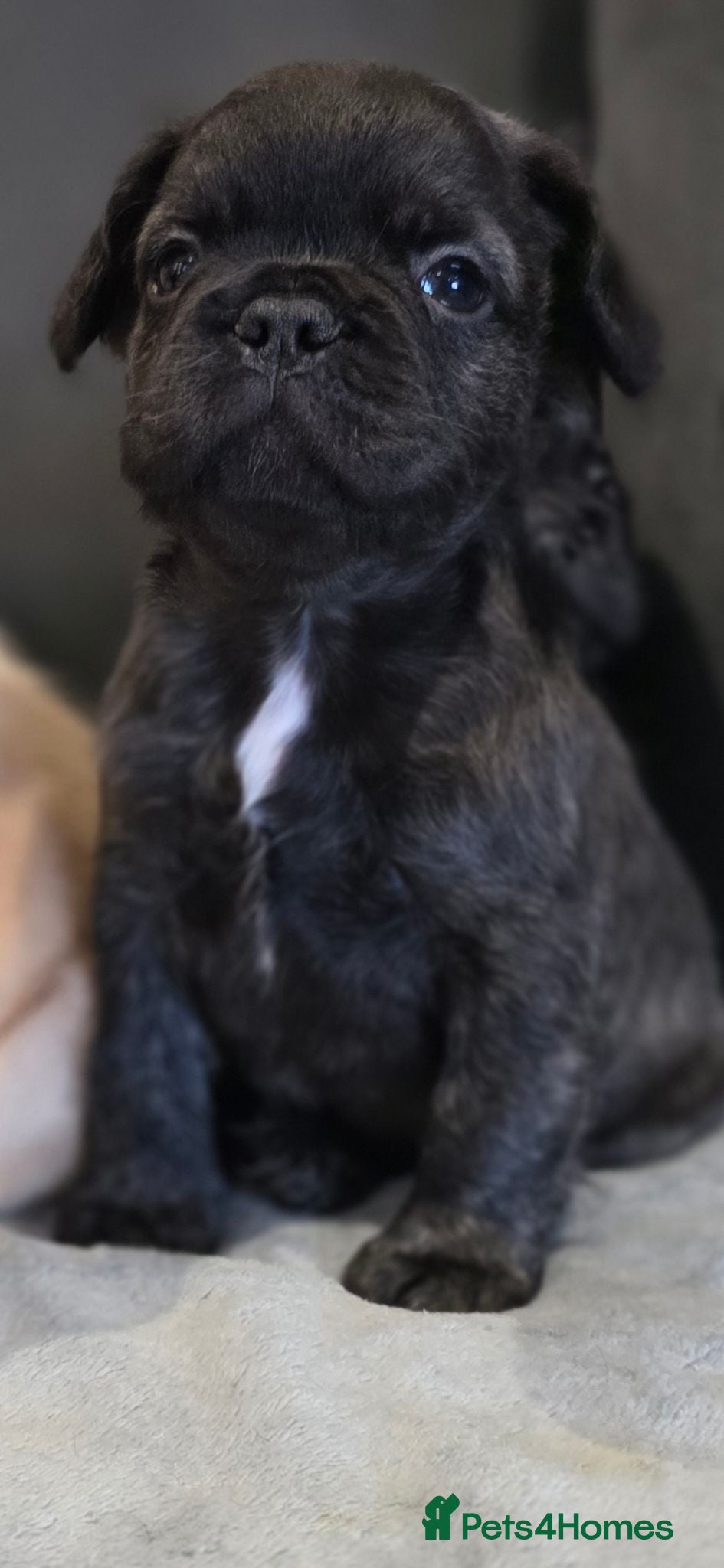 French Bulldog dogs French bulldog puppies - Advert 4