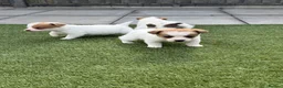 Jack Russell dogs for sale: Jack russel - Advert 5