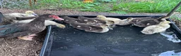 Ducks poultry for sale: Muscovy ducklings - Advert 2