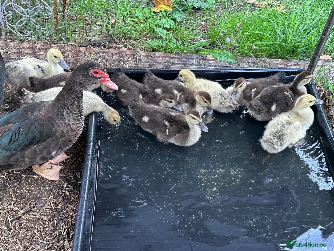 Ducks poultry for sale: Muscovy ducklings - Advert 2