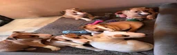 Bull Terrier dogs for stud: Stud English Bull Terrier  - Advert 16