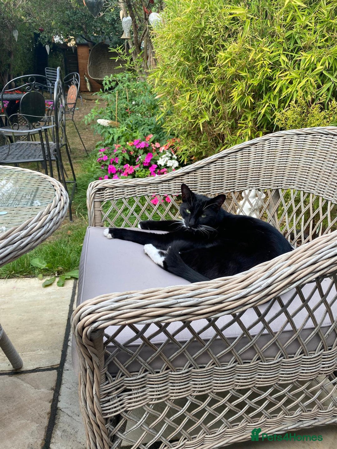 Domestic Shorthair cats for sale: 2 year old cat  - Image 4