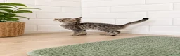 Bengal cats for sale: Beautiful bengal kittens - Advert 3
