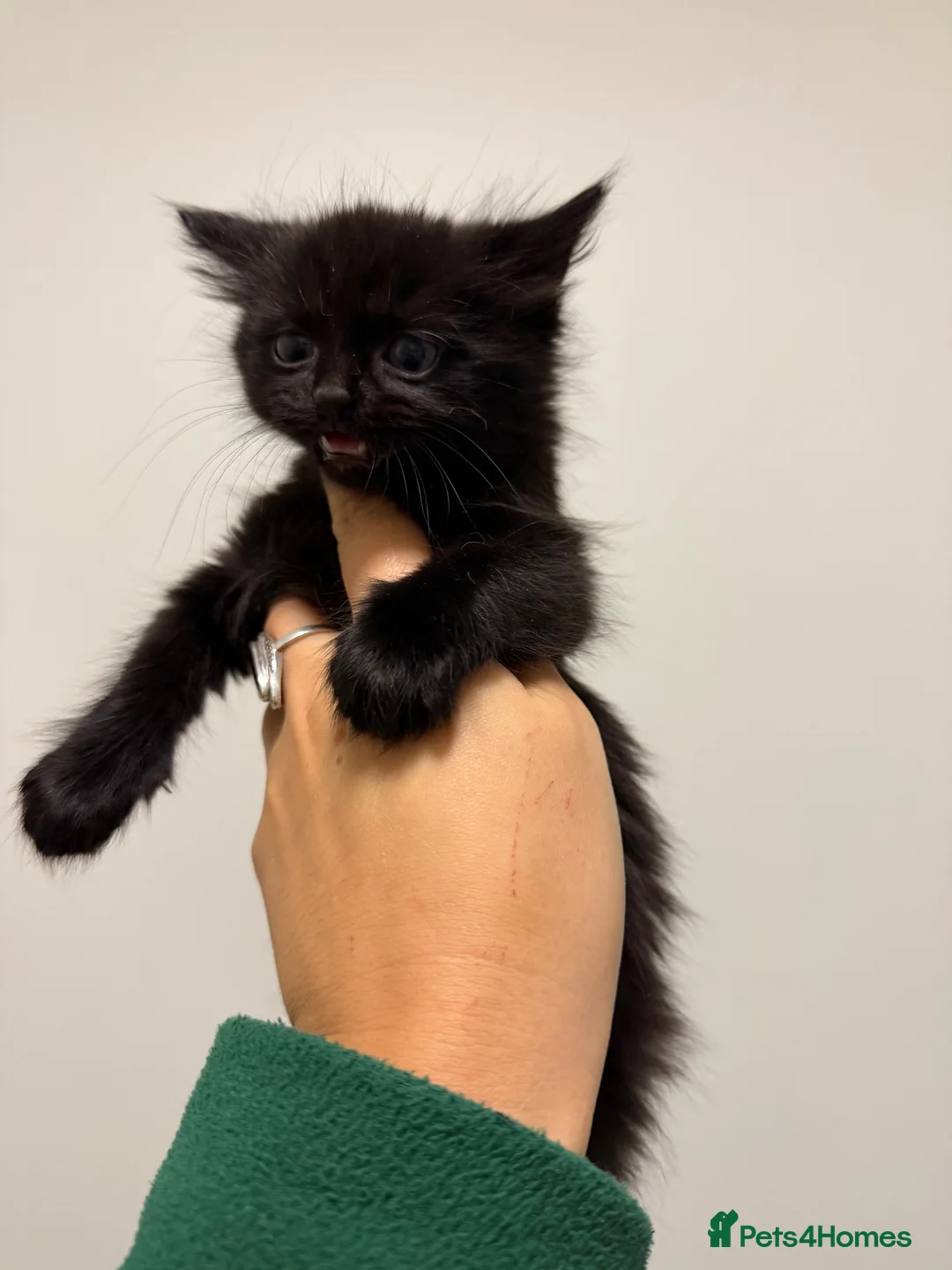 Mixed Breed cats for sale: Black kittens  - Advert 2