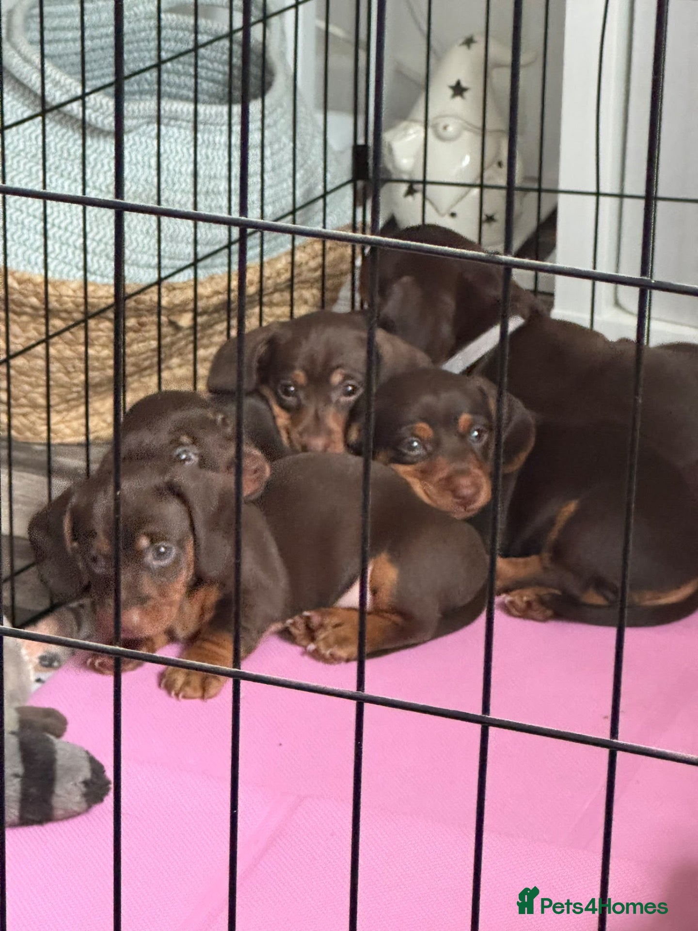 Miniature Dachshund dogs Stunning Mini Dachshund puppies for sale - Advert 17