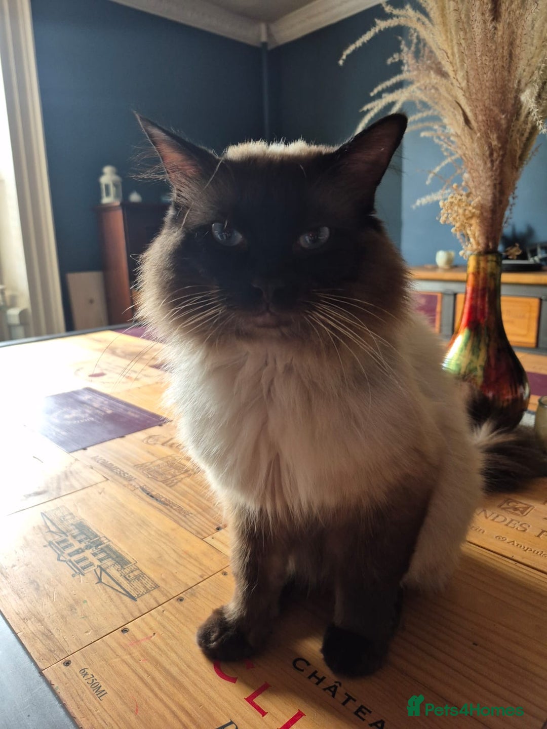 Ragdoll cats for sale: Male ragdoll looking for forever home  - Image 5