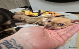 Chihuahua dogs for sale: Chihuahua pedigree pups. Not KC. - Image 19