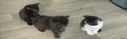 Mixed Breed cats for sale: Extra fluffy kittens - Advert 20