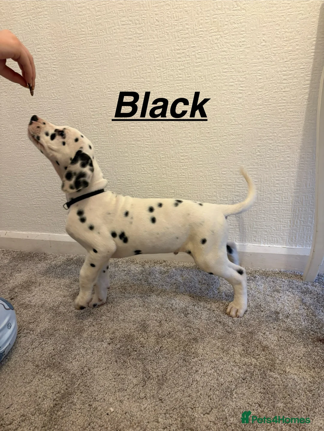 Dalmatian dogs for sale: 5 gen KC Dalmatians AVAILABLE NOW - Advert 13
