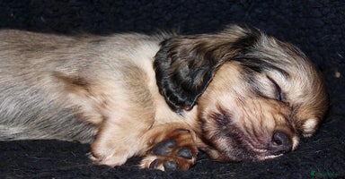 Miniature Dachshund dogs KC registered miniature dachshunds  - Advert 9