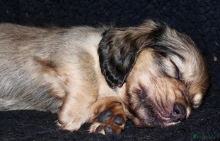 Miniature Dachshund dogs KC registered miniature dachshunds - Advert 1