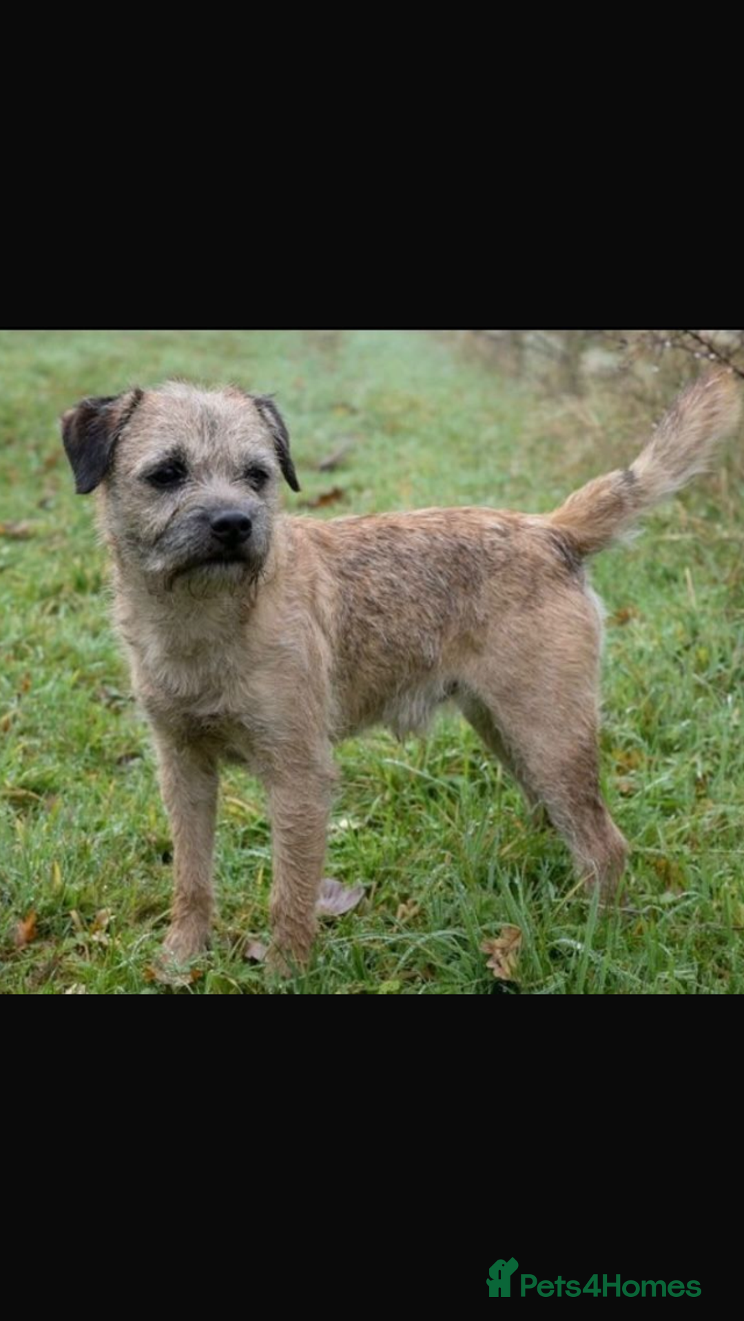 Border Terrier dogs for sale: Quality Border Terrier Puppies - Advert 11