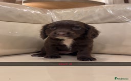Cocker Spaniel dogs for sale: Cocker spaniel puppies  - Image 7