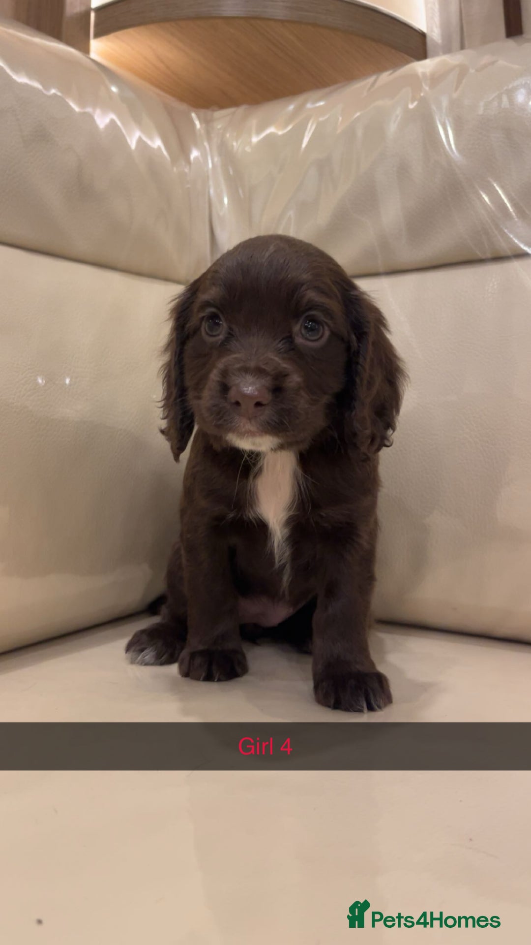 Cocker Spaniel dogs for sale: Cocker spaniel puppies  - Image 7