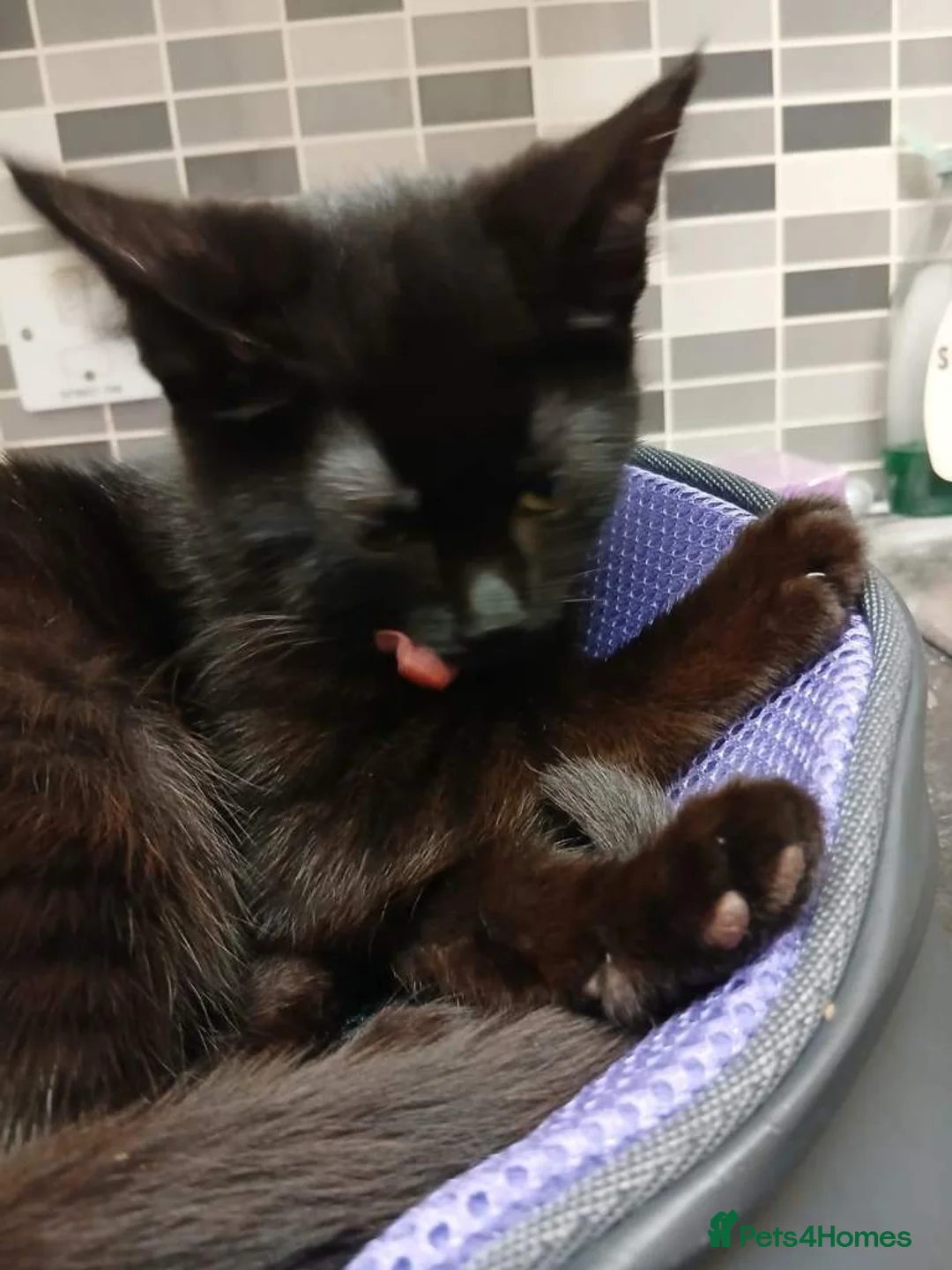 British Shorthair cats for sale: Cute black kittys available - Advert 2