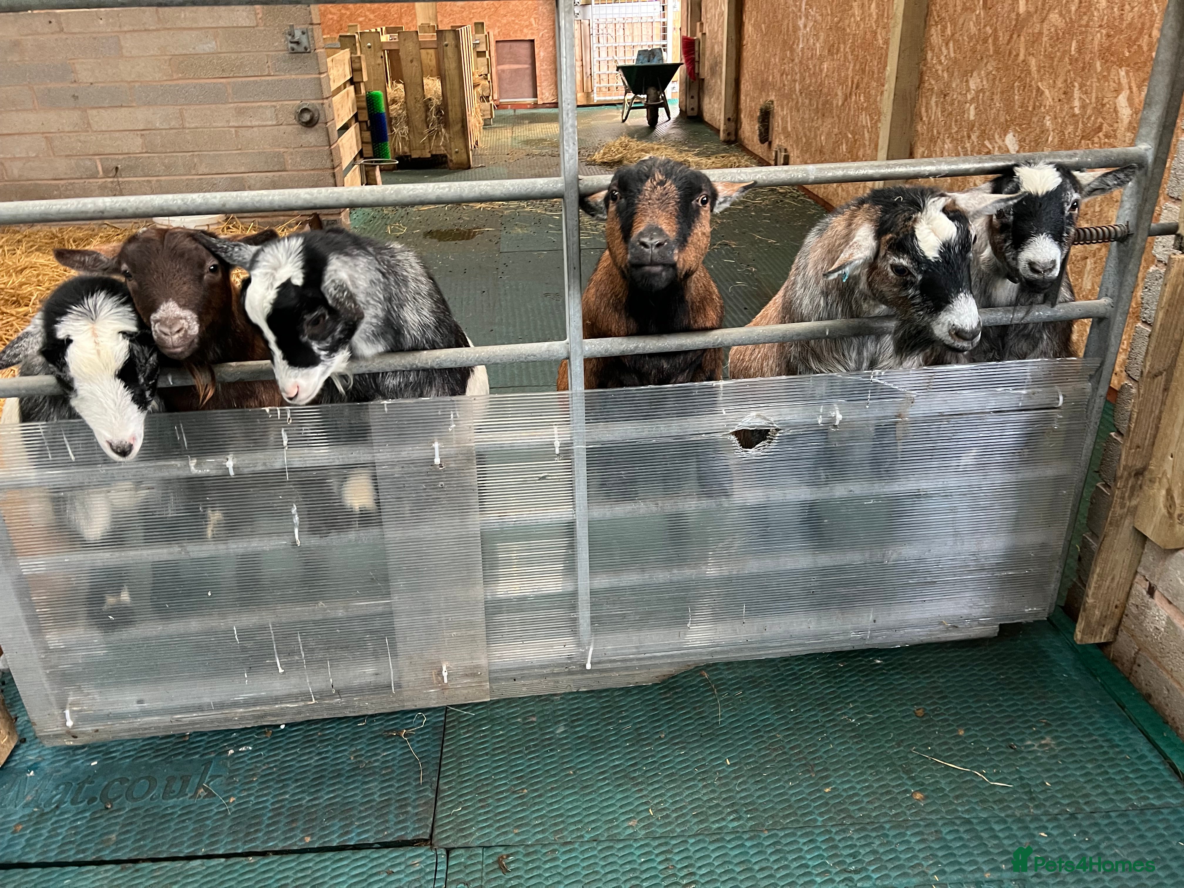 Goats livestock Pygmy goats, disbudded nanny’s  - Advert 1