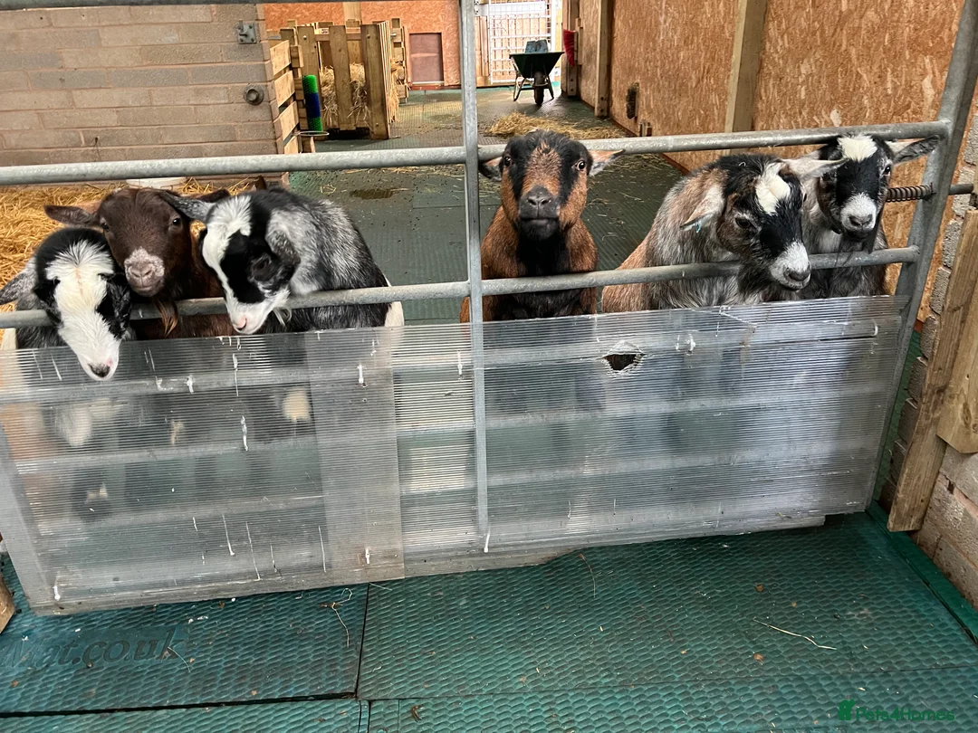 Goats livestock for sale: Pygmy goats, disbudded nanny’s  - Advert 18