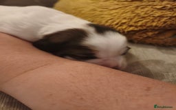 Mixed Breed dogs for sale: Gorgeous Cocker Bassett x Shichon boy pup - Image 2