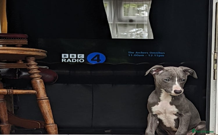 Whippet dogs - Advert 1