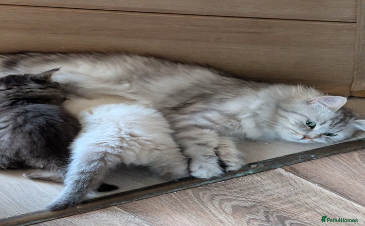 Siberian cats Siberian kitty  - Advert 11