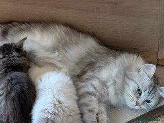 Siberian cats for sale: Siberian kitty - Advert 2