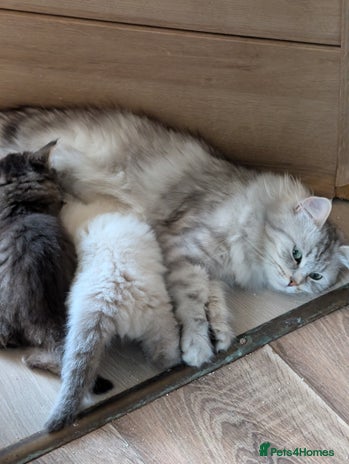 Siberian cats Siberian kitty - Advert 1