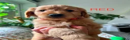 Goldendoodle dogs for sale: Beautiful Medium size Goldendoodle in London - Advert 14