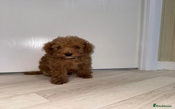 Poochon dogs for sale: Lovely poochon puppy’s for sale - Image 4
